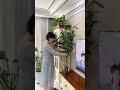 : Why do we need to change the water frequently? hydroponic bamboo  #LuckyBamboo #Hydroponicbamboo