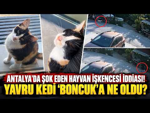 Antalya'da şok eden hayvan işkencesi iddiası! Yavru kedi 'Boncuk'a ne oldu?