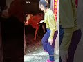 Amazing farm life moment! Woman herding cows into pen for feeding