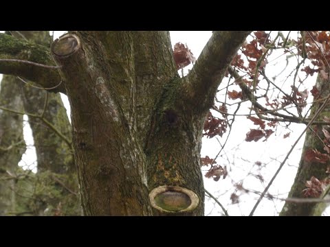 Bomen langs Langstraat Vierlingsbeek 'toegetakeld' bij mogelijk illegale snoeiactie