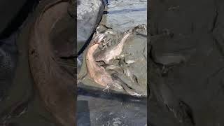 Download lagu K4NIB4LISME PADA LELE #ikanlele mp3 Download lagu K4NIB4LISME PADA LELE #ikanlele mp3