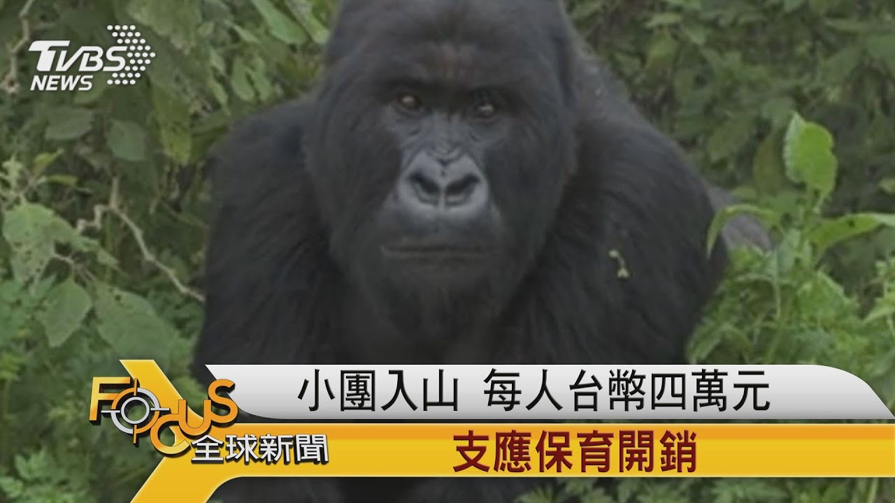 數量穩定增加 盧安達山地大猩猩復生