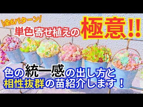 多肉植物を屋外に植える時期 凍らない屋外の多肉植物は何ですか
