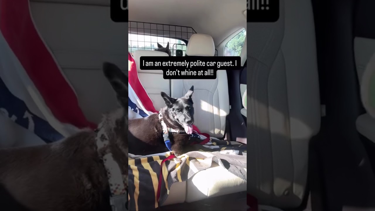 Reece, a Adoptable mixed breed in Reno, NV video 5/5