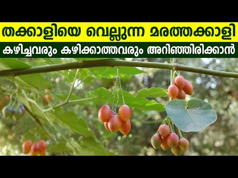 മരത്തക്കാളി കണ്ടിട്ടുള്ളവരും കഴിച്ചിട്ടുള്ളവരും അറിയാൻ | Health Benefits of Tamarillo | Tree Tomato
