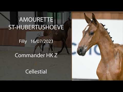 Amourette St-Hubertushoeve (Commander HK Z x Cellestial)