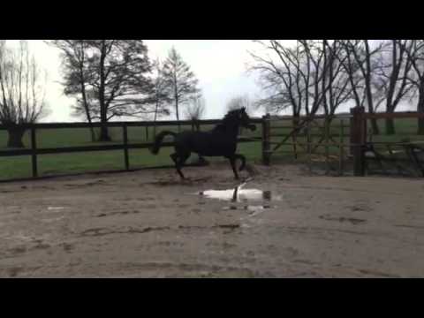 Hofrat x Don Schufro