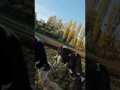 futrono región de los ríos chile #viralvideo #survival