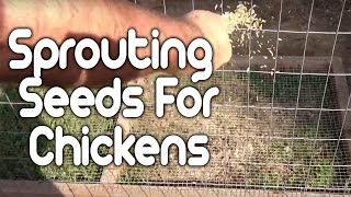 Sprouting Seeds for Chickens