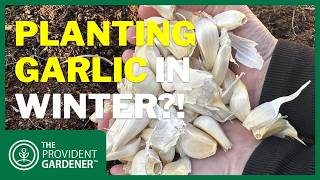 Is It Too Late to Plant Garlic? My Winter Garlic Experiment