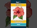 hibiscus - a bright, tropical flower w... video thumbnail