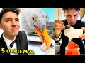 Feeding My Pet Seagull A 5 Course Meal For 100 Days Together