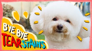 How to Remove and Prevent Dog Tear Stains in 2022 |Tear Stains 101| The Poodle Mom