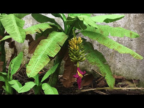 , title : 'ABC TV | How To Make Banana Tree From Crepe Paper - Craft Tutorial'
