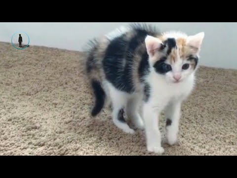 November Funny Scared Kitten Videos 🐈 Funny Cat 2018 #bluesky