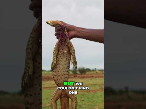 Aboriginal Hunting: Goanna the Aussie Way!