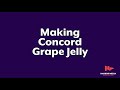 Making Concord Grape Jelly Jonesware Productions