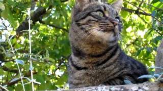 concerto per tromba e banda 1° mov.