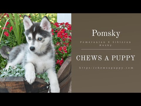 download lagu mp3 mp4 Pomsky Puppies For Sale Florida, download lagu Pomsky Puppies For Sale Florida gratis, unduh video klip Pomsky Puppies For Sale Florida