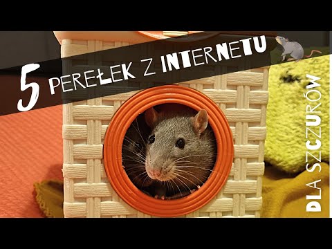 5 perełek z internetu dla szczurów | Szczuromania #30
