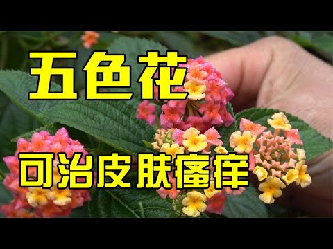 五色花冲凉