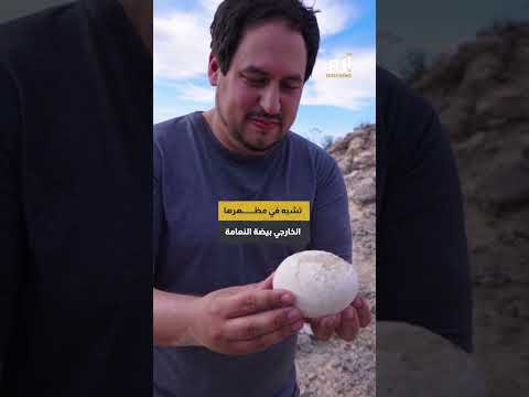 إيطاليا.. اكتشاف آثار أقدام ديناصورات قد تكون الأكبر في العالم (صور) 