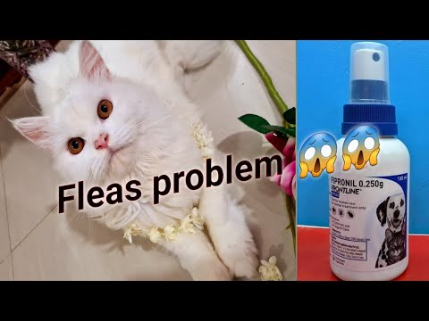 Cat fleas treatment|how to remove cat fleas easily ||Lamyas vlogs| @Chubby Meows