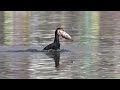 Cormorant Eating A Fish And Fighting Other Comorants On Taudaha Lake Nepal