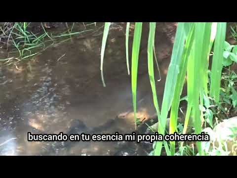 Poemas al amor #naturaleza #huánuco #viral #contenido 