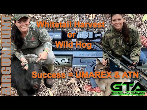 GTA AIRGUN HUNT – White Tail Deer or Wild Hog H-A-M-M-E-R Success - Gateway to Airguns Airgun Hunt