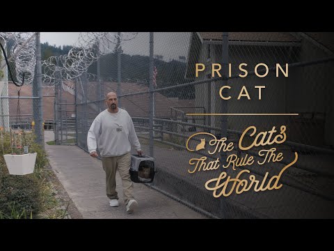 ⁣The Cats That Rule The World