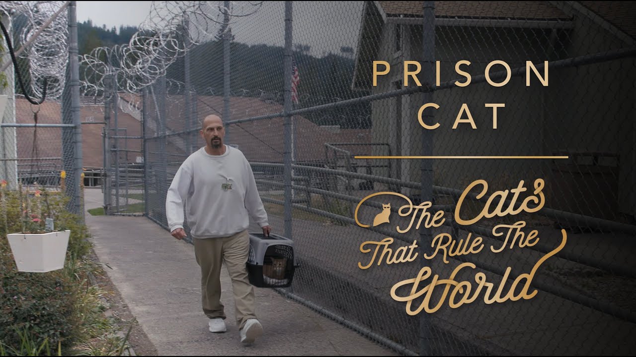EP 1 | PRISON CAT, GALILEO | THE CATS THAT RULE THE WORLD | SHEBA®