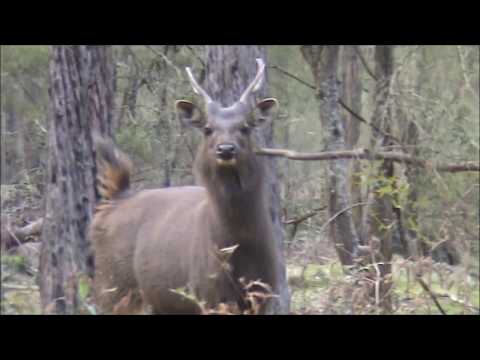 download lagu mp3 mp4 Sambar Animal, download mp3 Sambar Animal free download mp3, download mp3 Sambar Animal