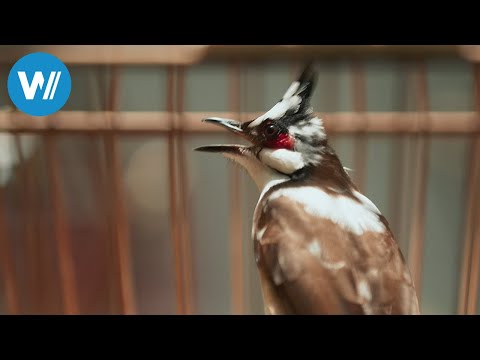 Singvögel - Die goldenen Stimmen von Singapur (360° - GEO Reportage)