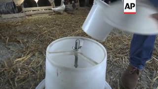 Austria's first and only pigeon farm