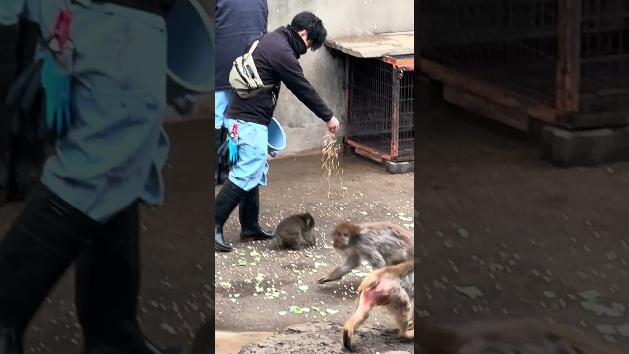 がんばれパンチ　まだまだ飼育員さんにギュッ♡な可愛いパンチ🤎一緒に中に入ってミルクとゴハンを与えてるそうです🥰　　2026.2.26  市川市動植物園