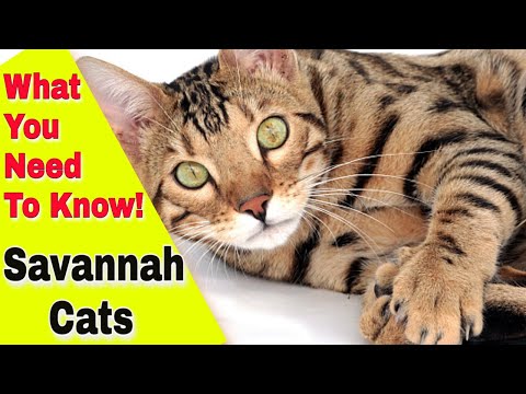 Everything You Need to Know about the Savannah Cat