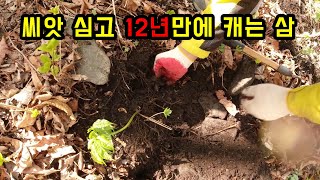 산에 삼씨 뿌리고 12년만에 캐러 왔어요. 얼만큼 자랐을까요?
