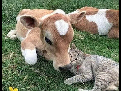 😺 Супер смешные видео с кошками и котятами для пятничного настроения! 🐈 Улыбнитесь! 😸