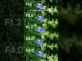 See How 7Artisans MF 50mm F1 2 APS C Transforms The Background As The Aperture Changes
