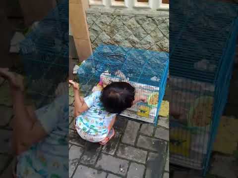 Danish belajar ngerawat anak 🐔.semangat Danish💪