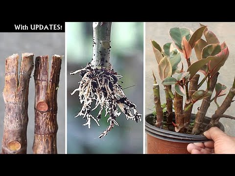 EASIEST Way To GROW Rubber Plant From Cutting!