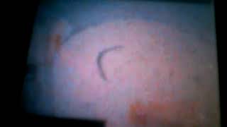 Nikolina Mihaljevic Kubrakhademi Org