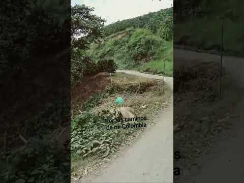 apia Risaralda..