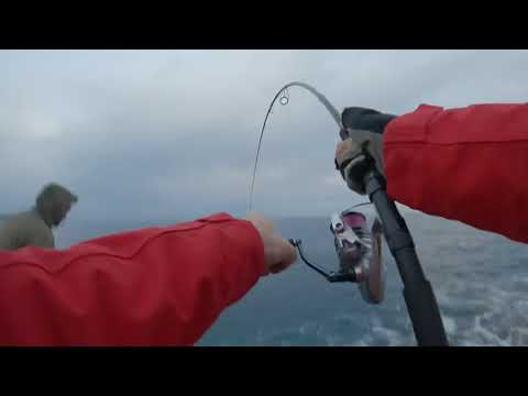 Shore Jigging | lost amberjack