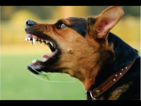 DOG SOUNDS Angry Dog Bark and Growl