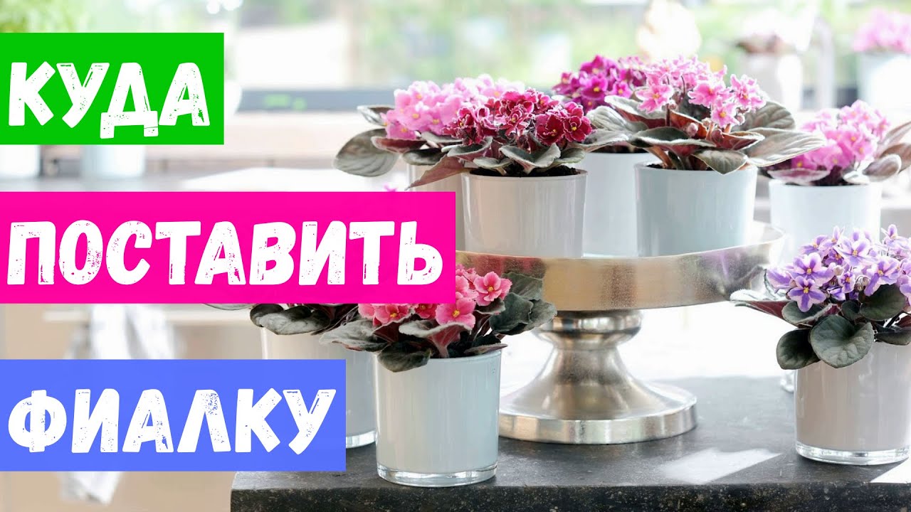 Фиалка. Куда лучше поставить? Условия для фиалки!