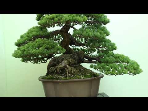 Best of the Japanese Bonsai exhibitions