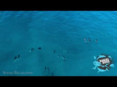 Dj mesi rk. night Life9  dancing with dolphins