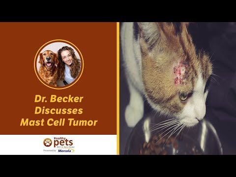 Dr  Becker Discusses Mast Cell Tumors
